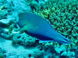 Scarus viridifucatus