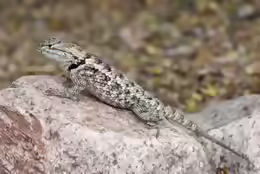 Sceloporus magister