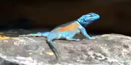 Sceloporus minor