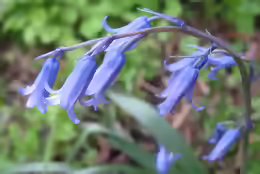 Scilla non-scripta