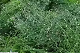 Scirpus cernuus
