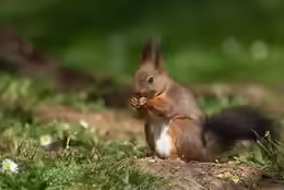 Sciurus vulgaris