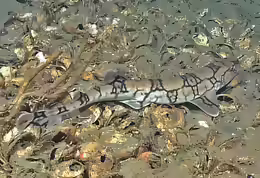 Scyliorhinus retifer
