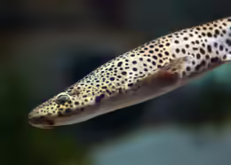 Scyliorhinus stellaris