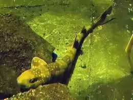 Scyliorhinus torazame