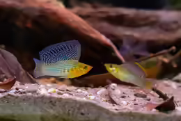 Poecilia velifera