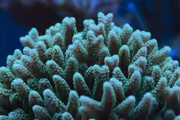 Seriatopora caliendrum