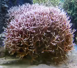 Seriatopora hystrix