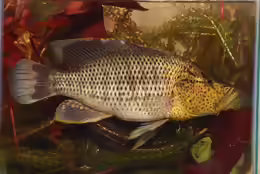 Serranochromis angusticeps