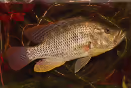 Serranochromis intermedius