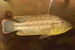 Serranochromis robustus