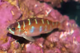 Serranus tortugarum