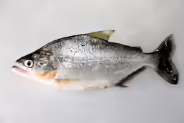 Serrasalmus elongatus