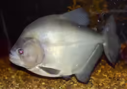Serrasalmus rhombeus