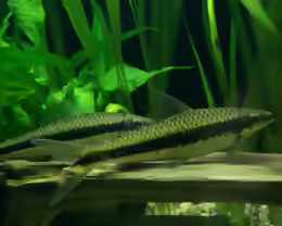 Crossocheilus siamensis