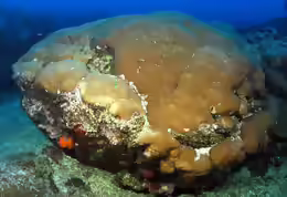Siderastrea siderea