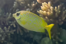 Siganus corallinus