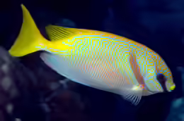 Siganus doliatus