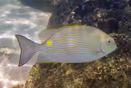 Siganus lineatus