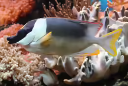 Siganus magnificus