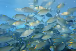 Siganus sutor