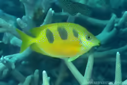 Siganus trispilos