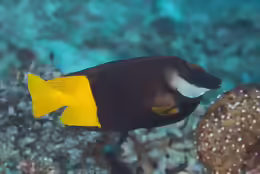 Siganus uspi
