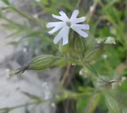 Silene noctiflora