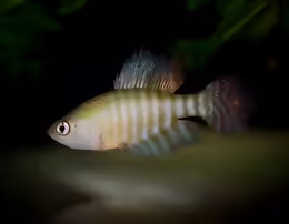 Simpsonichthys brunoi