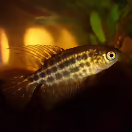 Simpsonichthys constanciae