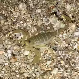 Smeringurus mesaensis