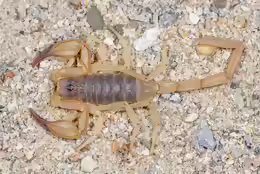 Smeringurus vachoni