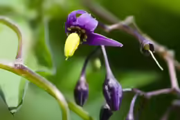 Solanum dulcamara