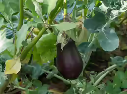 Solanum melongena