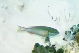 Sparisoma aurofrenatum