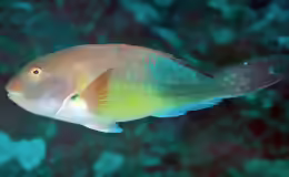 Sparisoma choati