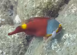 Sparisoma cretense