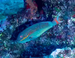 Sparisoma rocha