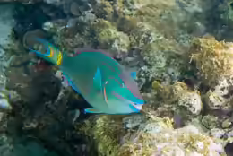 Sparisoma viride