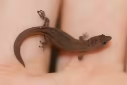 Sphaerodactylus ariasae