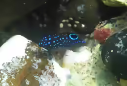 Stegastes imbricatus