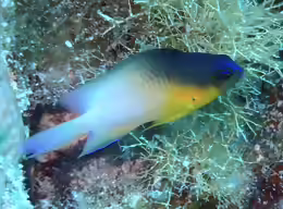 Stegastes partitus