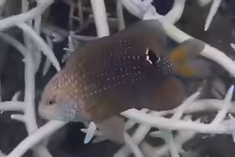 Stegastes punctatus
