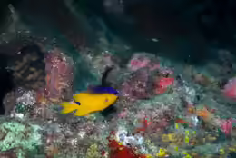 Stegastes rocasensis