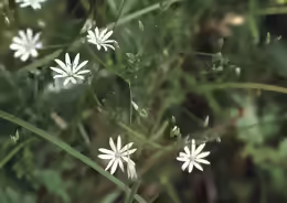 Stellaria graminea