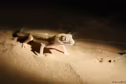 Stenodactylus sthenodactylus