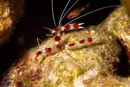 Stenopus hispidus