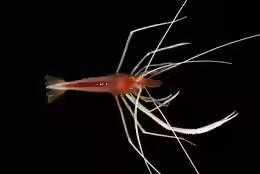 Stenopus pyrsonotus