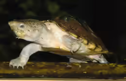 Sternotherus carinatus 
