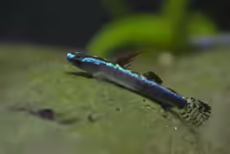 Stiphodon percnopterygionus